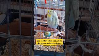 😒 shorts keşfet muhabbetkuşu budgies parakeet baby bebek cute sevimli komik funny memes [upl. by Johen241]