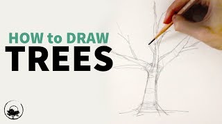 How to Sketch amp Draw Trees  Understanding the Fundamentals [upl. by Georgine]