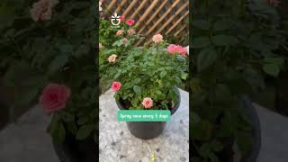 Treating your flowering plants link product in Bio 🍀garden greenrose namrose [upl. by Narej]