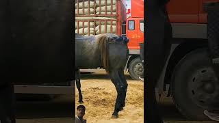 horse automobile horselover cowboys horseracing funny duetz comedyfilms comedy bendparty [upl. by Nnylassej237]