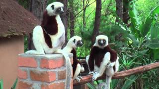 Coquerels Sifaka Propithecus coquereli [upl. by Yrreiht]