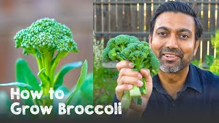 How to Grow Broccoli  Complete Guide from Seed to Harvest [upl. by Akimal]