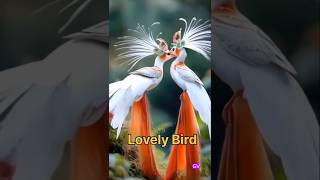 Loving Birds  shortsfeed trending ytshorts youtube search [upl. by Cornia]