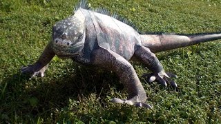 Meeresechse Kartonmodell  Marine Iguana Cardboard model  papercraft [upl. by Ayitahs142]