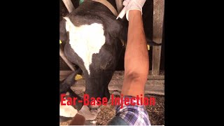 How To Inject A Cow Behind The Ear bovinedoctor [upl. by Jordon722]