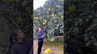 Portable grapefruit picking tool Good tools and machinery can increase work efficiency [upl. by Cooley]