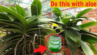 Doing this with aloe helps orchids thrive  Happiness garden [upl. by Mailliw293]