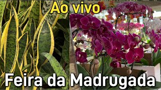 A maior Variedade de Plantas no Ceagesp  SP Promoções dia das Mães [upl. by Magnuson]