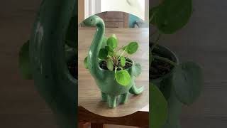 Diy plant decoration diy diyhomedecor diyplantstand diybottlehanging shorts viralshorts [upl. by Voss]