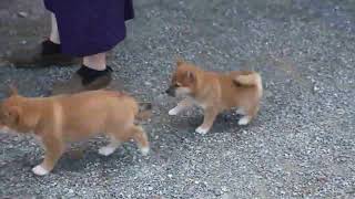 Shiba Inu Puppies For Sale [upl. by Areic369]