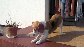 beagle epilepsy  Lafora disease 30042011 [upl. by Woll69]