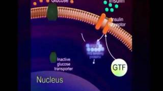 GTampF® Biologically Active GTF Chromium [upl. by Lillith]