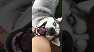 Normal dogs vs Huskies🤣🐕shorts dog doglover dogs [upl. by Kip705]