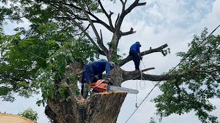 Complicated Cut down a large tree with branches on the village road‼️ [upl. by Carboni147]