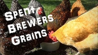 Spent Brewers Grains as a Chicken Treat [upl. by Antipus241]