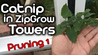 Catnip in ZipGrow Towers  Part 2  Pruning [upl. by Tobye]