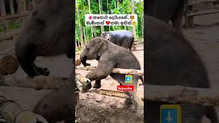 Nena නේනා Thiwanka Dilshan ytshorts short trending Song Tiktok shortvideo Elephant 🥰 [upl. by Halimeda]