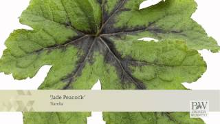 Proven Winners® Gardener Channel Jade Peacock’ Tiarella [upl. by Arua]