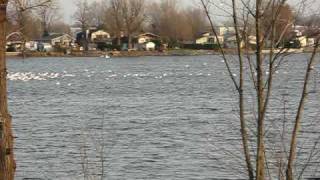 20091109 Snow Geese riviere Richelieu SaintJeansurRichelieu [upl. by Ettenil]