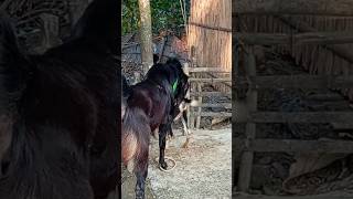 Goat Beautiful Moments Time Of Village Farm2024 Ep490 [upl. by Abita]