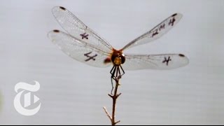 Epic Footage of Dragonflies Hunting [upl. by Alesandrini]