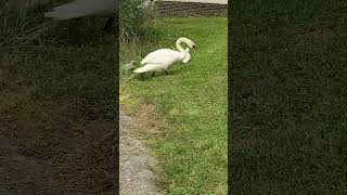 Famille Cygne grand oiseau et ses petits 🦢💚2024 nature so cute too cute [upl. by Rosalinde521]