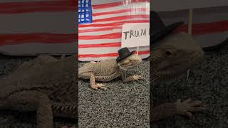 Stubby is a very big trump supporterbeardeddragon election trump [upl. by Yard]