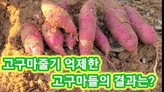 고구마줄기 성장억제한 고구마들의 결과는 고구마 키우기농사농부재배방법 [upl. by Assilak]