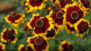 Coreopsis Flower Plant care  How to grow Coreopsis  Summer flowers [upl. by Nosirb113]