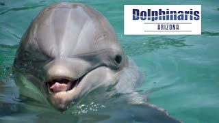 Bodie the dolphin dies at Dolphinaris Arizona [upl. by Merkley]