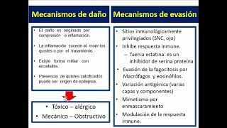 CC Parasitología Médica Neurocisticercosis [upl. by Gschu]