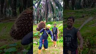 Lifting palm fruit is a bit difficult for tall peopleviralshortpalmtreesmalaysiafarmingpalm [upl. by Medardas]