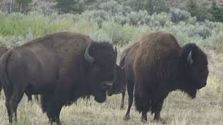 Bizons in very short fight Yellowstone Wyoming USA [upl. by Aseram]