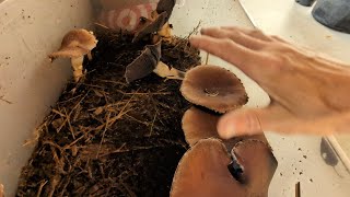 Indoor Wine Cap Mushrooms in a TUB  Update amp Observations [upl. by Eilasor]