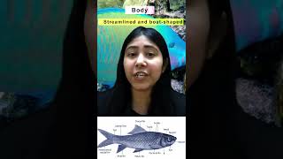 Characteristics of Superclass Pisces  Gnathostomata  Class 11  Biology  Adhyayanta [upl. by Arteid]