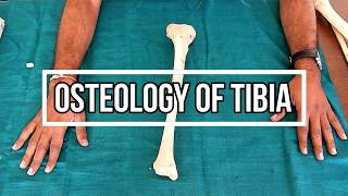 Osteology of Tibia [upl. by Mahalia938]