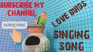 love birds so cute singing song viral video 😍 subscribe my channelviralvideo 🦜 [upl. by Gladi169]