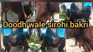 9866170236  Doodh wale sirohi bakri for sale in bandalguda hyd hyderabadfmgoatschannelall3339 [upl. by Alol]