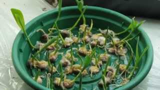 Germinating Corn [upl. by Eivlys82]