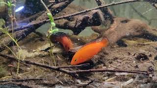 Hemichromis exsul aka Lake turkana jewel cichlid in breeding mode [upl. by Nomannic332]