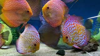 Discover bright colored freshwater fish Discus Symphysodon genus [upl. by Petulah458]