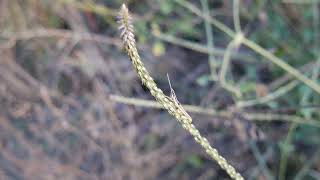 Achyranthes aspera A Kattupadi Vellore India [upl. by Flanders]