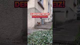 An welche Serie erinnert dich das 🐈🎁 schrödingers katze zürich freizeit schweiz [upl. by Amethist]