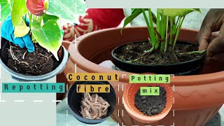 How Should I Repot My AnthuriumLaceleaf Plant [upl. by Eylloh702]