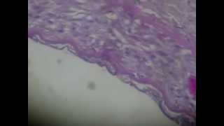 ARTERIA MUSCULAR  HISTOLOGIA [upl. by Dlanod]