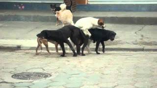 Cachorros Tranzando [upl. by Accebar]