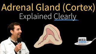 Adrenal Gland Adrenal Cortex Explained Clearly [upl. by Erik]