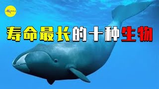 盘点世界寿命最长的十种生物，二百年算少的，最后两个可以永生 [upl. by Cheryl]