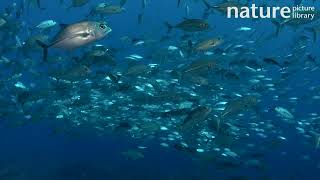 Bigeye trevally Caranx sexfasciatus school circling Tahiti French Polynesia Pacific Ocean [upl. by Bessy]