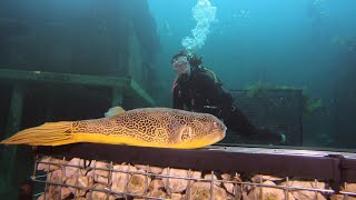 Indoor diving at Todi  Beringen Belgium  74 [upl. by Creighton526]